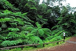 Botanischer Garten Sao Miguel