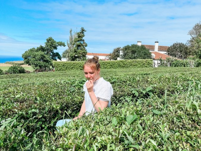 Cha Gorreana teeplantage sao miguel